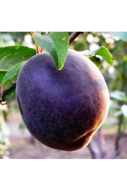 Абрикос Чорний Персиковий під час дозрівання 